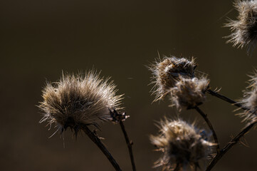 val d'agri, basilicata: spring countryside landscape