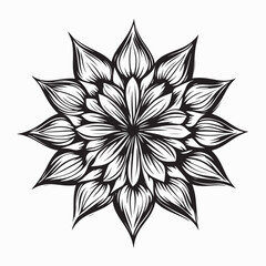 Beauty Aster Stock Illustrations. Black and white Aster Flower image vector.