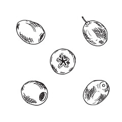 Olives set isolated on a background. Vector hand drawn illustration, linear Sketch. Can be used for menu, product package and food design