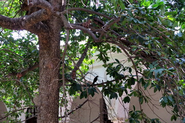 Sous bois de forêt.