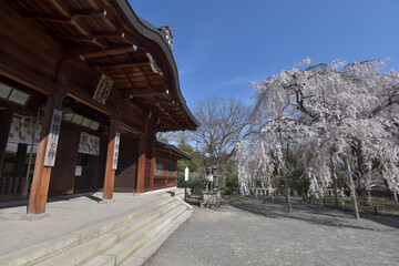 Fototapeta premium 大石神社 本殿と大石桜 京都市山科区西野山