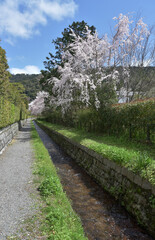 南禅寺　琵琶湖疎水と桜　京都市左京区