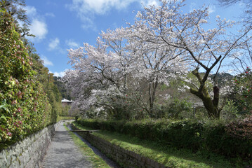 Obraz premium 南禅寺 琵琶湖疎水と桜 京都市左京区