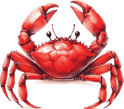 Watercolor painted vector illustration of a red crab isolated on white background
