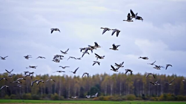 Geese migration