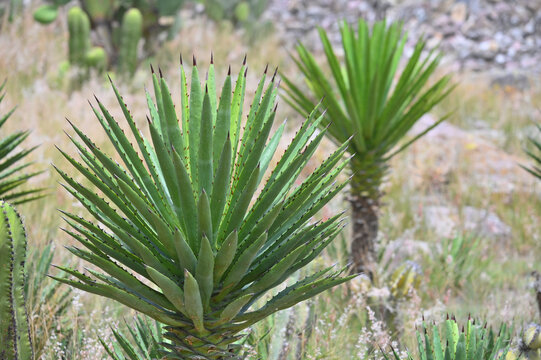 Big agava plant in Mexico