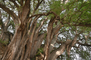 Tree of Tule