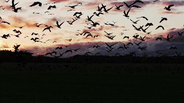 Geese are flying against the background of golden clouds