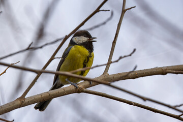 (Cyanistes caeruleus), on the branches of a tree on a sunny winter day