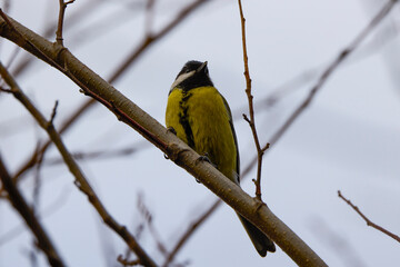(Cyanistes caeruleus), on the branches of a tree on a sunny winter day