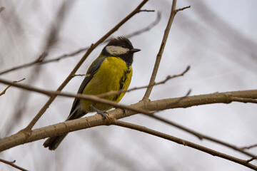 Obraz premium (Cyanistes caeruleus), on the branches of a tree on a sunny winter day