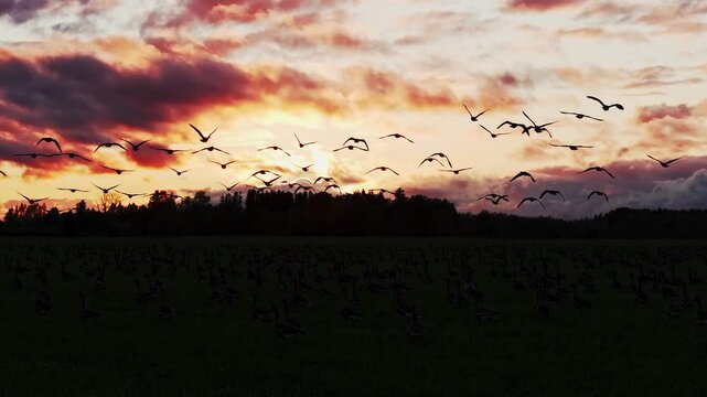 Geese fly in the golden hour