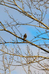 (Falco) on the branches of a tree on a sunny winter day