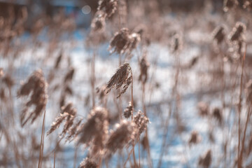 dry ears of reed in the snow near the lake in winter. natural background, winter nature, color mocha mousse