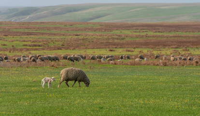 Fototapeta premium Sheep with a newborn lamb in the steppe on a spring day