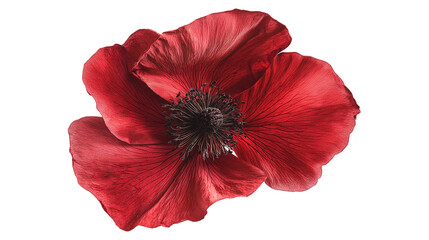 Red rose flower dried isolated on a white background