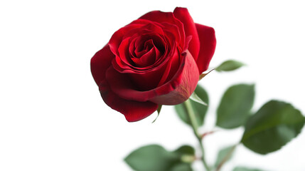 Red Rose with Velvety Petals on a white background