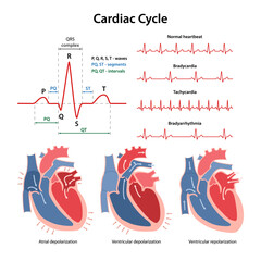 Cardiac Cycle. Diagram of phases of cardiac cycle with main parts labeled. Diagram of normal rhythm, Bradycardia, Tachycardia, Bradyarrhythmia. Vector illustration in flat style