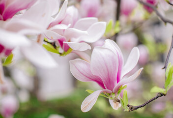 beautiful pink flowers in the garden. Garden of Prague in spring
