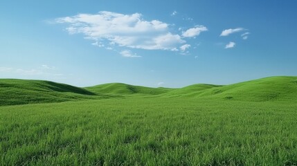 Fototapeta premium Green Field Under Blue Sky