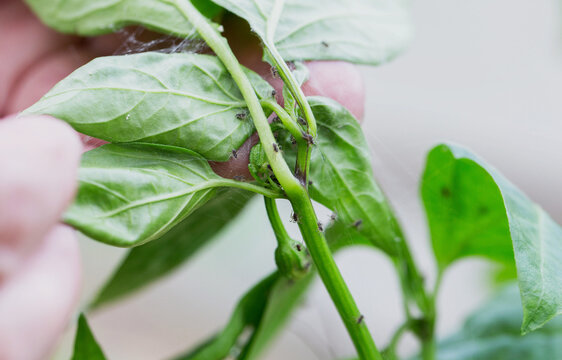Aphids and mold on the leaves of pepper plants. Pests and parasites on garden plants, close-up
