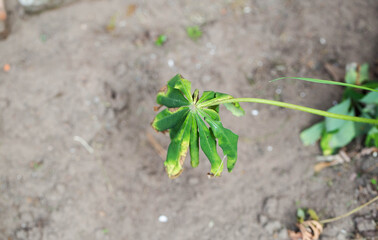 wilted and dried leaves of plants at the dacha in summer. Fungal diseases and lack of moisture. Copy space for text