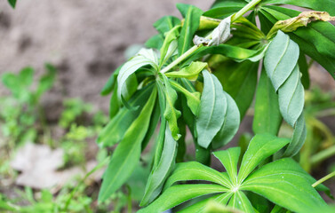 Withered leaves of plants in the summer at the dacha, close-up. Lack of moisture, agriculture