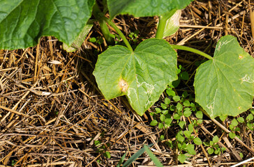 Red rusty spots on borage leaves in the country. Anthracnose disease or sunburn on borage leaves, close-up