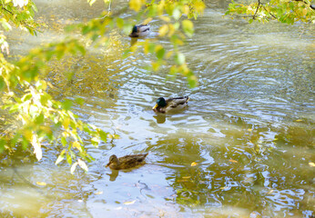 ducks on the pond in the park.