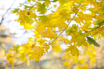 autumn leaves in forest, close - up, shallow depth of field