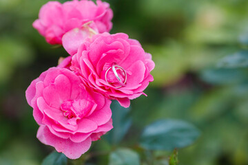 close up of pink rose with rings on petal, close up. Wedding propose