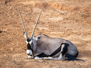 Oryxantilope