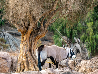 Oryxantilope