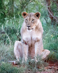 A stunningly beautiful lioness elegantly sits amidst vibrant, lush greenery, showcasing her inherent strength and grace