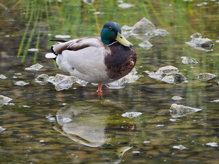 Krzyżówka (Anas platyrhynchos) © Nature Observatory