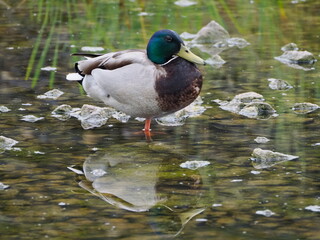 Krzyżówka (Anas platyrhynchos) © Nature Observatory