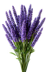 Naklejka premium Lavender Flowers Bouquet Isolated on White Background