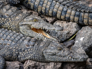 Krokodil