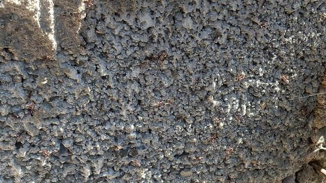 Ants is randomly scattered on wall bricks to find food