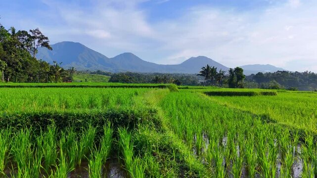 Flying the terraces in Tabanan, Bali.