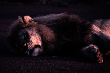 A serene lion resting peacefully while capturing the true essence of wildlife beauty during a beautiful dusk