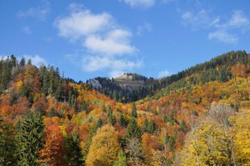 Herbstlicher Wald bei Ruhpolding
