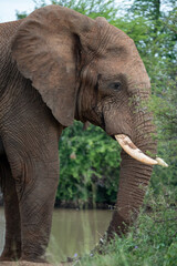 Obraz premium A majestic elephant stands gracefully by a serene waterbody, proudly showcasing its incredible beauty in the wild
