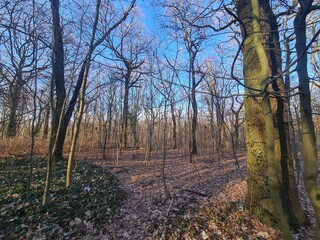 Obraz premium Plänterwald Forest Landscape with blue sky in december (in Berlin Treptow/Köpenick)