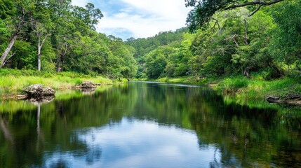 Tranquil River in Lush Forest