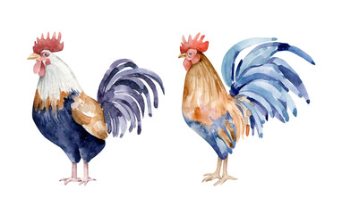 rooster isolated on white