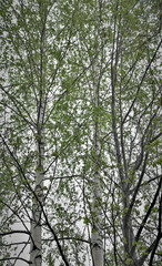 Biała brzoza i świeża zieleń liści © Oliwia