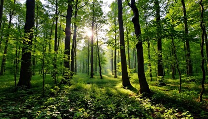 Obraz premium Sunlit Forest Path: A Serene Morning in the Woods