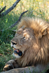 In the wild, a powerful lion proudly displays its majestic mane and serene demeanor, embodying true strength and grace