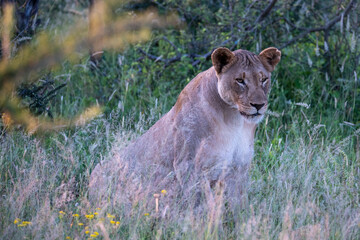 A calm and majestic lioness rests gracefully amidst a beautiful landscape of lush greenery and vibrant wildflowers
